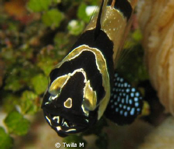 Banggai Cardinalfish with eggs
Eggs, Indonesia,  Lembeh,... by Twila M 